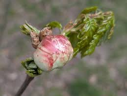 Attēlu rezultāti vaicājumam “Biorhiza pallida”