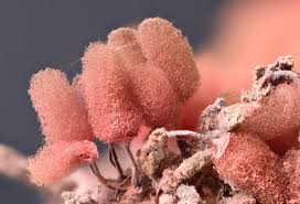 Attēlu rezultāti vaicājumam “Arcyria denudata spores”