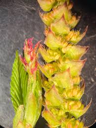 Attēlu rezultāti vaicājumam “Carpinus betulus female flower”
