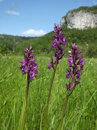 Attēlu rezultāti vaicājumam “Dactylorhiza”