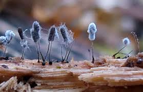 Attēlu rezultāti vaicājumam “Stemonitopsis hyperopta var. landewaldii stalked”