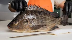Image result for Alosa chrysochloris