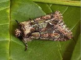 Attēlu rezultāti vaicājumam “Allophyes oxyacanthae”