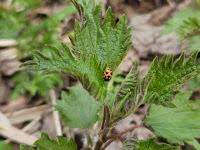 Attēlu rezultāti vaicājumam “Hippodamia notata”