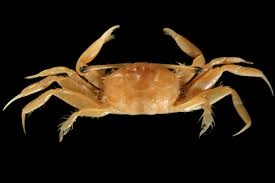 Attēlu rezultāti vaicājumam “Cribraria costata macro”