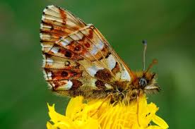 Attēlu rezultāti vaicājumam “Boloria dia upperside”