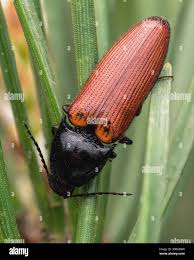 Attēlu rezultāti vaicājumam “Ampedus pomorum”