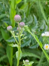 Attēlu rezultāti vaicājumam “Cirsium arvense flower”