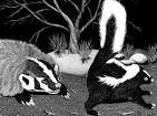 skunks pronunciation