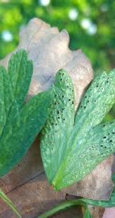 Attēlu rezultāti vaicājumam “Tranzschelia anemones”