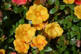 Attēlu rezultāti vaicājumam “Portulaca oleracea”