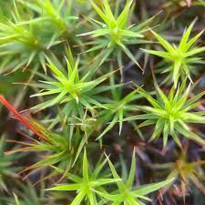 Attēlu rezultāti vaicājumam “Polytrichum juniperinum sporophyte”