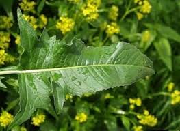 Attēlu rezultāti vaicājumam “Bunias orientalis”