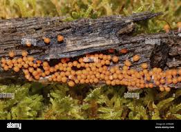 Attēlu rezultāti vaicājumam “Physarum decipiens”