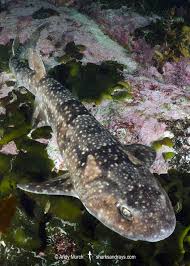 Image result for Haploblepharus pictus