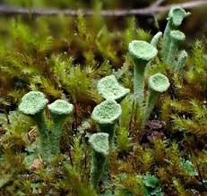 Attēlu rezultāti vaicājumam “Cladonia fimbriata”