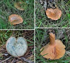 Attēlu rezultāti vaicājumam “Lactarius deterrimus”