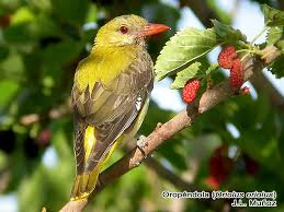 Attēlu rezultāti vaicājumam “Oriolus oriolus”