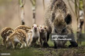 Attēlu rezultāti vaicājumam “Sus scrofa”