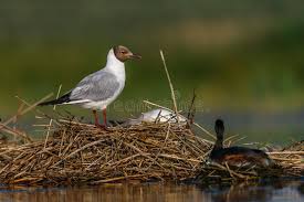 Attēlu rezultāti vaicājumam “Larus ridibundus eggs”