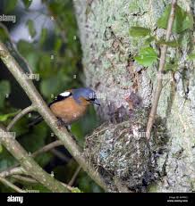 Attēlu rezultāti vaicājumam “Fringilla coelebs nest”