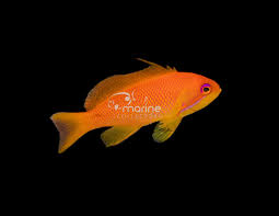 Attēlu rezultāti vaicājumam “Anthyllis maritima”