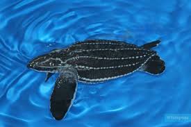 Image result for Dermochelys coriacea