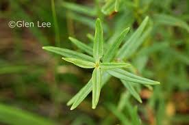 Attēlu rezultāti vaicājumam “Galium boreale leaf”
