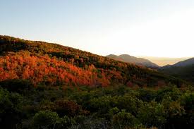 Image result for $$fall_akte__ort$$