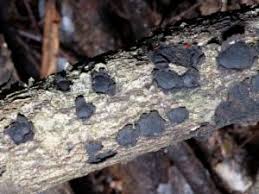 Attēlu rezultāti vaicājumam “Biscogniauxia granmoi”