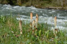 Attēlu rezultāti vaicājumam “Equisetum telmateia”
