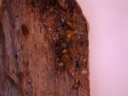 Attēlu rezultāti vaicājumam “Hemitrichia decipiens spores”