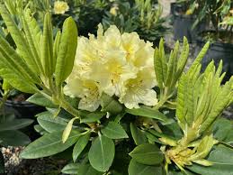 Attēlu rezultāti vaicājumam “rhododendron”