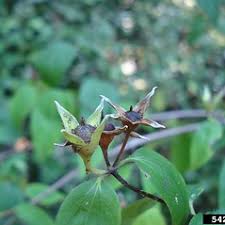 Attēlu rezultāti vaicājumam “Philadelphus coronarius flower”