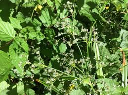 Attēlu rezultāti vaicājumam “Scirpus sylvaticus leaf”