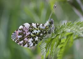 Attēlu rezultāti vaicājumam “Anthocharis cardamines male”
