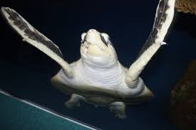 Image result for Lepidochelys kempii