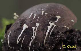 Attēlu rezultāti vaicājumam “Hymenoscyphus fructigenus”