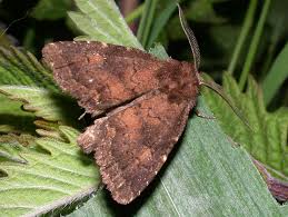 Attēlu rezultāti vaicājumam “Rusina ferruginea”