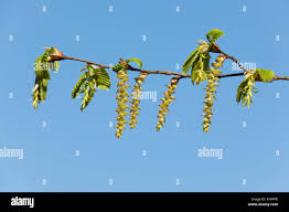 Attēlu rezultāti vaicājumam “Carpinus betulus male flower”