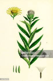 Attēlu rezultāti vaicājumam “Inula salicina flower”