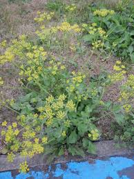 Image result for Pastinaca sativa
