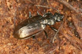 Attēlu rezultāti vaicājumam “Loricera pilicornis”