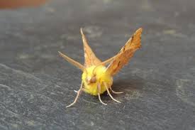 Attēlu rezultāti vaicājumam “Ennomos alniaria”