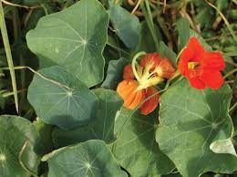 Attēlu rezultāti vaicājumam “Tropaeolum majus leaf”