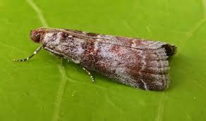 Attēlu rezultāti vaicājumam “Acrobasis advenella”