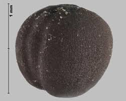 Attēlu rezultāti vaicājumam “Sinapis arvensis fruit”