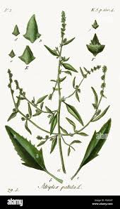 Attēlu rezultāti vaicājumam “Atriplex patula”