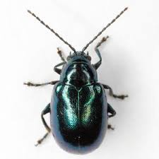 Attēlu rezultāti vaicājumam “Altica sp.”