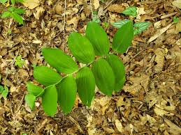 Attēlu rezultāti vaicājumam “Polygonatum multiflorum  leaf”